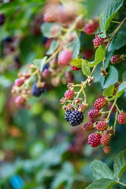 Foto reife und unreife ökologische brombeeren wachsen am strauch