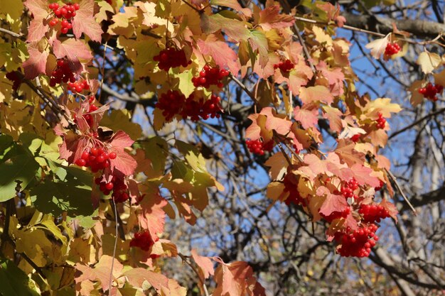 Reife Viburnum-Beeren im Herbst