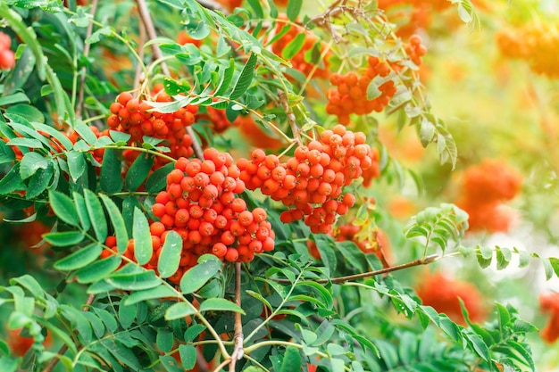 Reife Vogelbeeren auf einem Ast, ein Sonnenstrahl