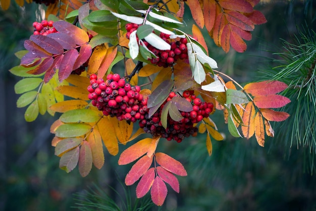 Reife Vogelbeeren und bunte Vogelbeerblätter im Herbst Heilpflanze Schönheit der Natur Herbsthintergrund