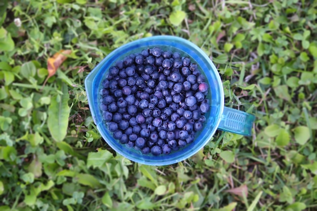 Reife Waldheidelbeere und Preiselbeere in der Tasse