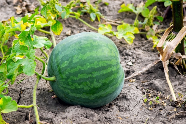 Reife Wassermelone auf dem Feld