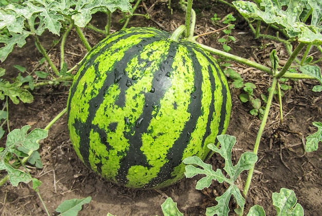 Reife Wassermelone mit Blättern auf der Bodenoberfläche