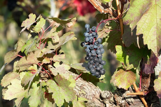 Reife Weintrauben im Weinberg