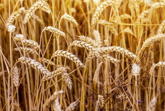 Reife Weizenähren auf dem Feld. Weizenernte_