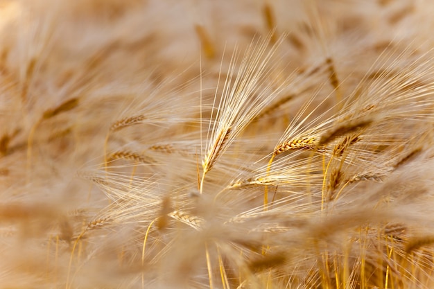 Reife Weizenähren auf dem Feld