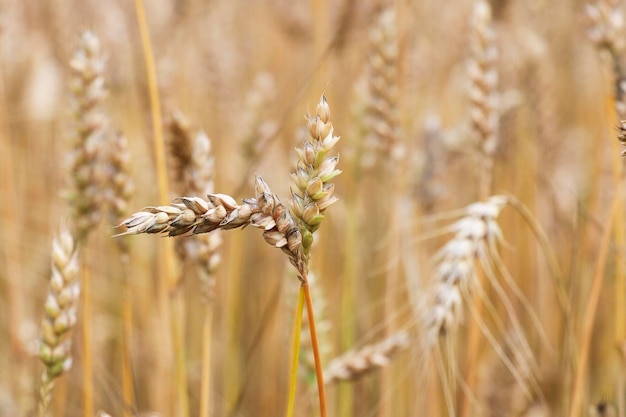 Reife Weizenähren auf dem Feld