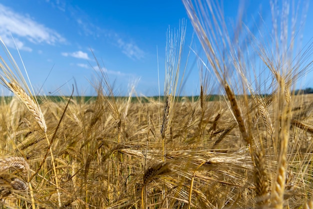 Reife Weizenernte im Sommer