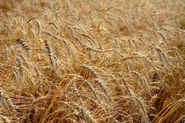 reife Weizenkorn auf dem Ackerfeld mit Sonnenschein in der Nähe