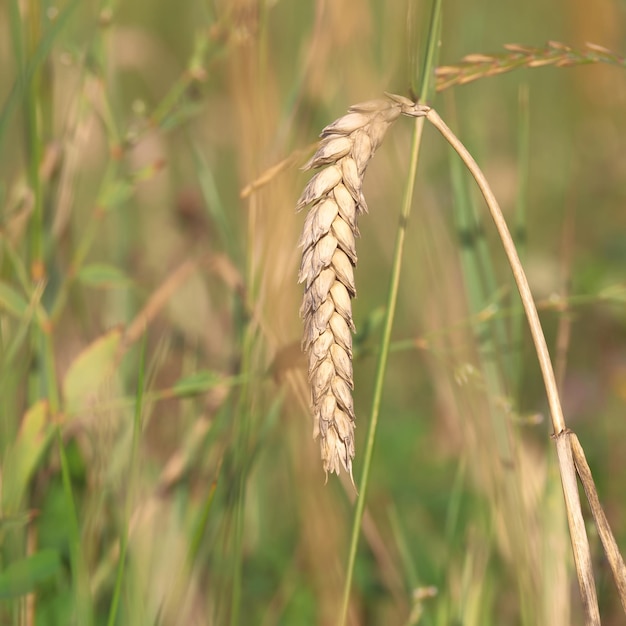 reife Weizenkorn auf dem Feld