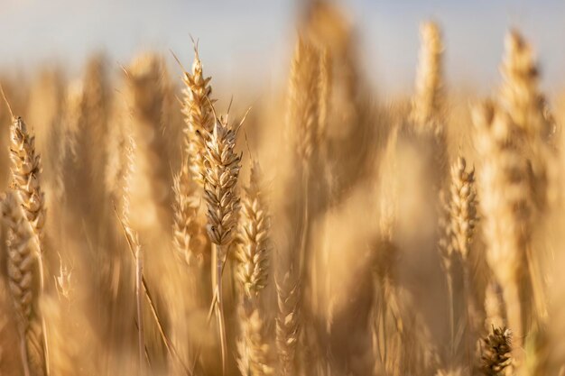 Reife Weizenspitze im Sommerfeld-Makroschuss