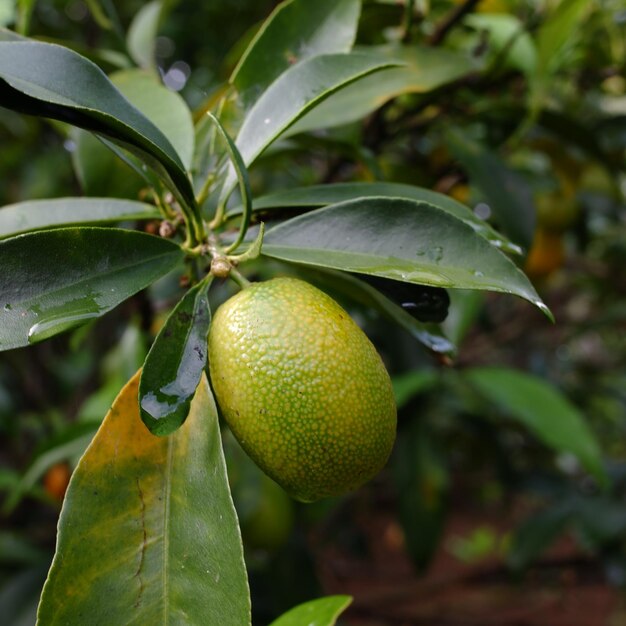 Foto reife zitronen, die noch auf dem baum im garten stehen