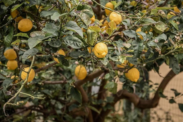 Reife Zitronenfrüchte unter grünen Blättern auf dem Baum im Zitrusgarten