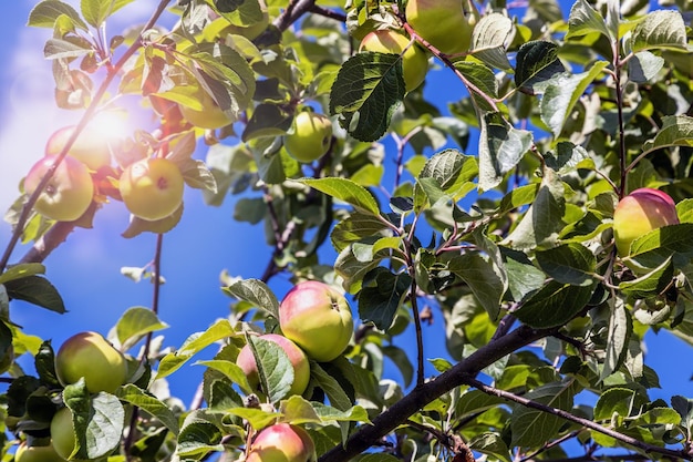 Foto reifende äpfel an einem baum im garten