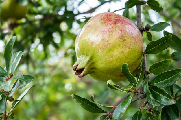 Reifende Granatapfelfrüchte