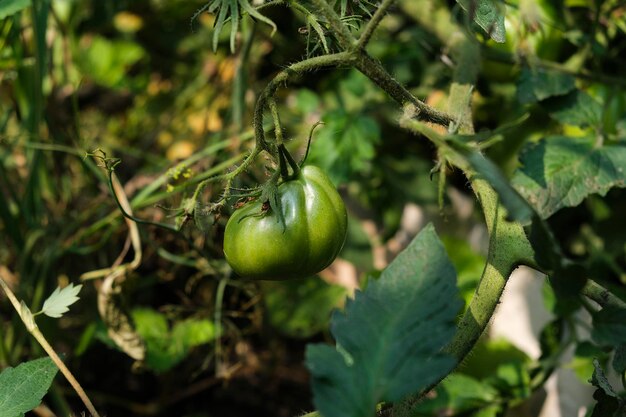 Reifende grüne Tomaten, die an einem Sommertag in einem Gartenbett an Zweigen hängen