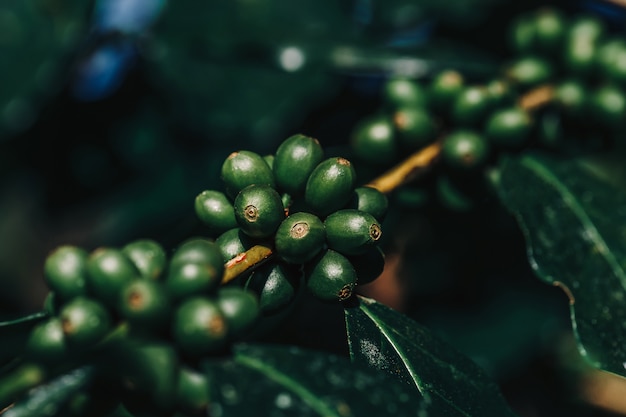 Reifende Kaffeebohnen, frischer Kaffee, Niederlassung der roten Beere