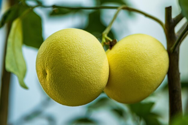 Reifende Pomelo-Früchte auf einem Ast in der Obstgarten-Nahaufnahme