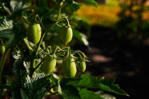 Reifende Tomaten in der Gartenarbeit