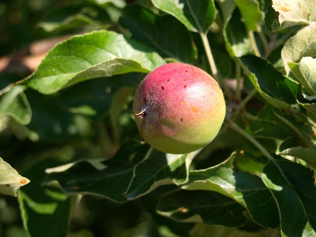 Reifender Apfel auf einem Apfelbaumzweig an einem sonnigen Tag Region Rjasan Russland