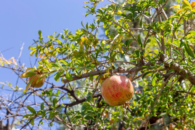 Reifender Granatapfel, der an einem Ast hängt