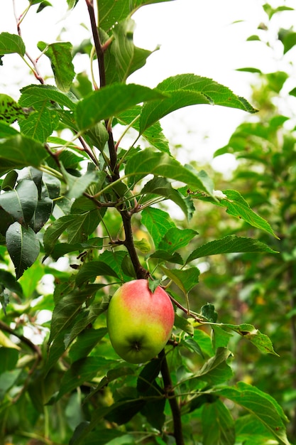 Reifer Apfel auf einem Ast vor dem Hintergrund des Himmels. Selektiver Fokus.