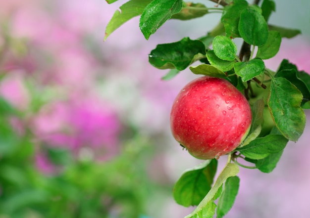 Reifer Apfel im Garten