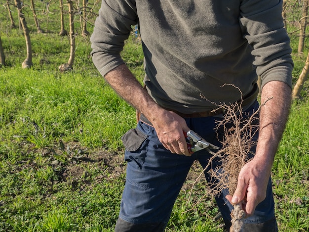 Reifer Bauer, der die Wurzeln eines Baumes schneidet, um ihn auf dem Feld zu pflanzen. Landwirtschaftliches Konzept