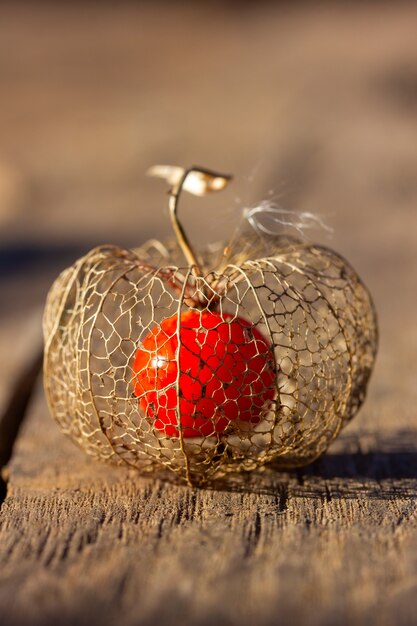 Reifer Beerenphysalis in einer Maschenhaut auf einem hölzernen Hintergrundabschluß