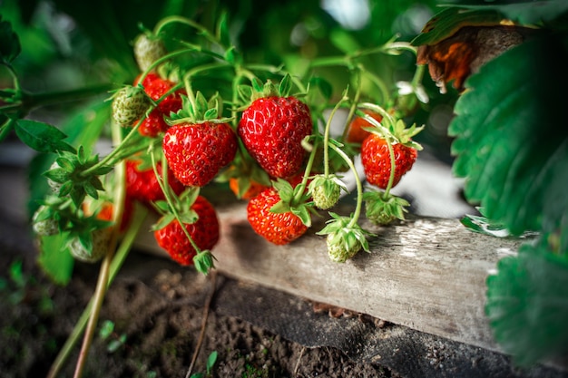 Reifer Bio-Erdbeerbusch im Garten hautnah. Anbau einer Ernte natürlicher Erdbeeren