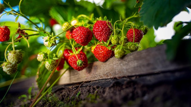 Reifer Bio-Erdbeerstrauch im Garten aus nächster Nähe Anbau einer Ernte natürlicher Erdbeeren