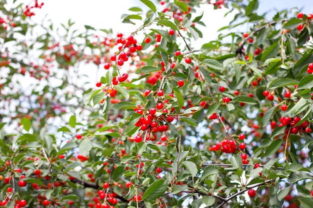 Reifer Cher. Rote reife Kirschen auf einer Niederlassung eines Kirschbaums auf einem Hintergrund von grünen Blättern und von blauem Himmel. Ernte. natürliches Produkt