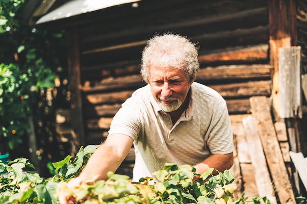 Reifer erwachsener Bauer, der Kräuter auf einem Bio-Garten während der Sonne im Freien erntet, Konzept des Wachsens