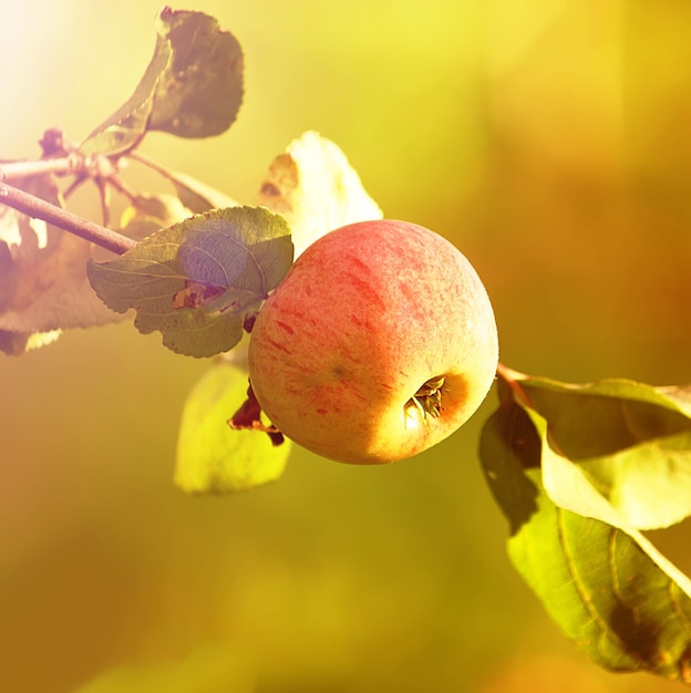 Reifer frischer roter Apfel auf Apfelbaumzweig im Freien