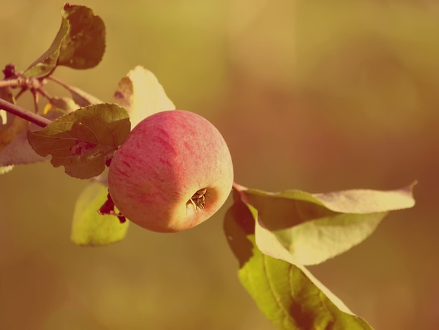 Reifer frischer roter Apfel auf Apfelbaumzweig im Freien