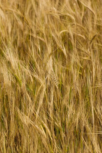 Reifer gelber Weizen vor der Ernte