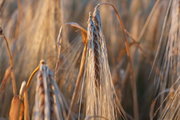 Foto reifer goldener weizen