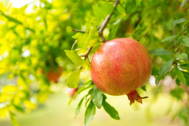 Reifer Granatapfel auf dem Baum