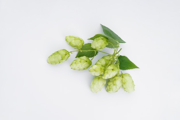 Reifer grüner Hopfen