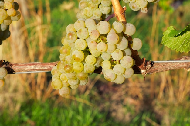 Reifer Haufen weißer Muscat-Trauben am Rebstock an einem sonnigen Herbsttag