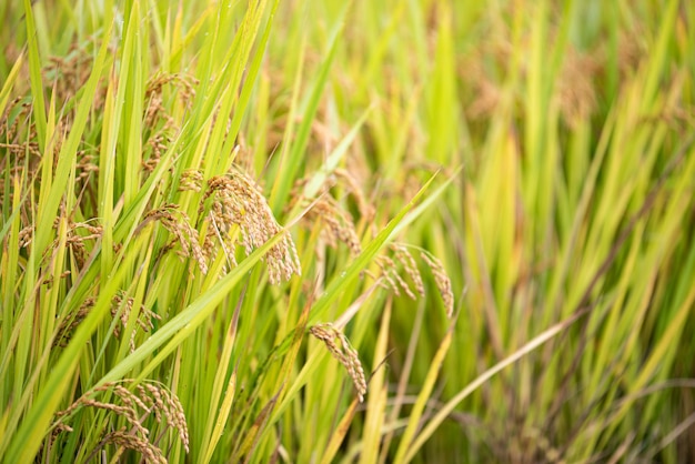 reifer Herbstreis aus Korea