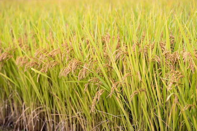 reifer Herbstreis aus Korea