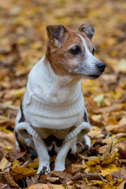 Reifer Jack Russell Terrier im Wald am Herbsttag, Hund sitzt auf gelbem Herbstlaub.