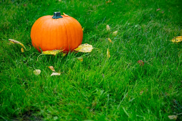 Reifer Kürbis auf dem grünen Gras