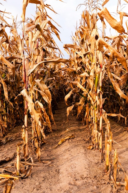 Reifer Mais im landwirtschaftlichen Bereich