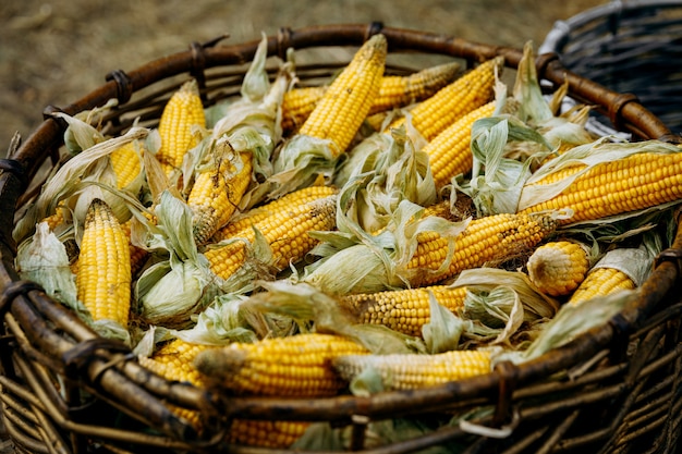 Reifer Mais in einem Weidenkorb.