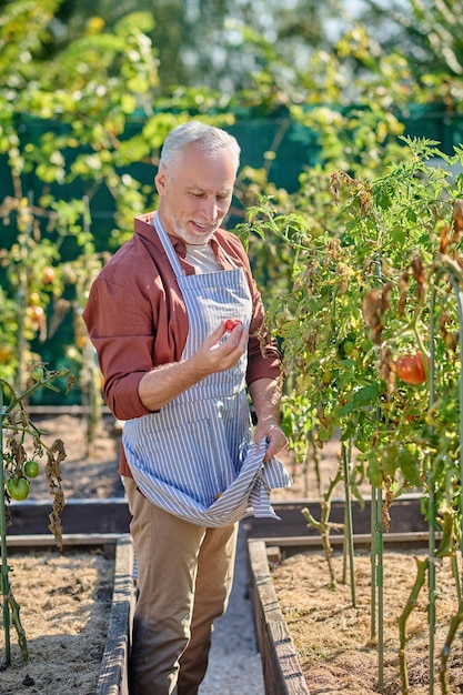 Reifer Mann, der im Gewächshaus arbeitet und Tomaten in Händen hält