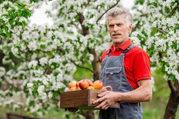 Reifer Mann mit frisch geernteten Äpfeln in Holzkiste Landwirtschafts- und Gartenkonzept