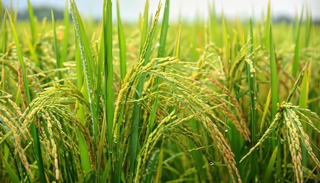 Reifer Reis im Reisfeld Der Reis wächst auf dem Feld