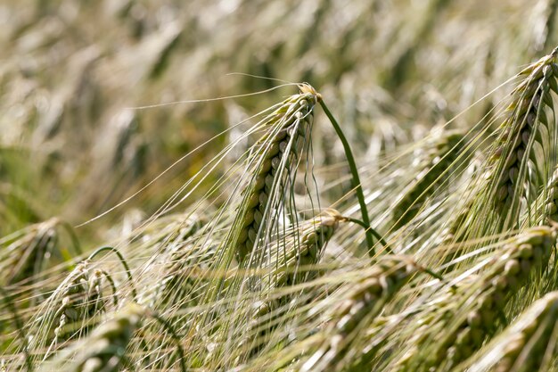 Reifer Roggen verfärbt sich von grün nach gelb, ein landwirtschaftliches Feld mit Roggen